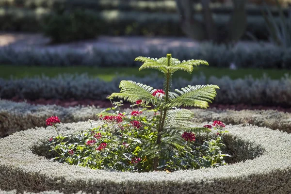 Red flowers in a circle of trimmed ornamental plants in a park o — Stock Photo, Image