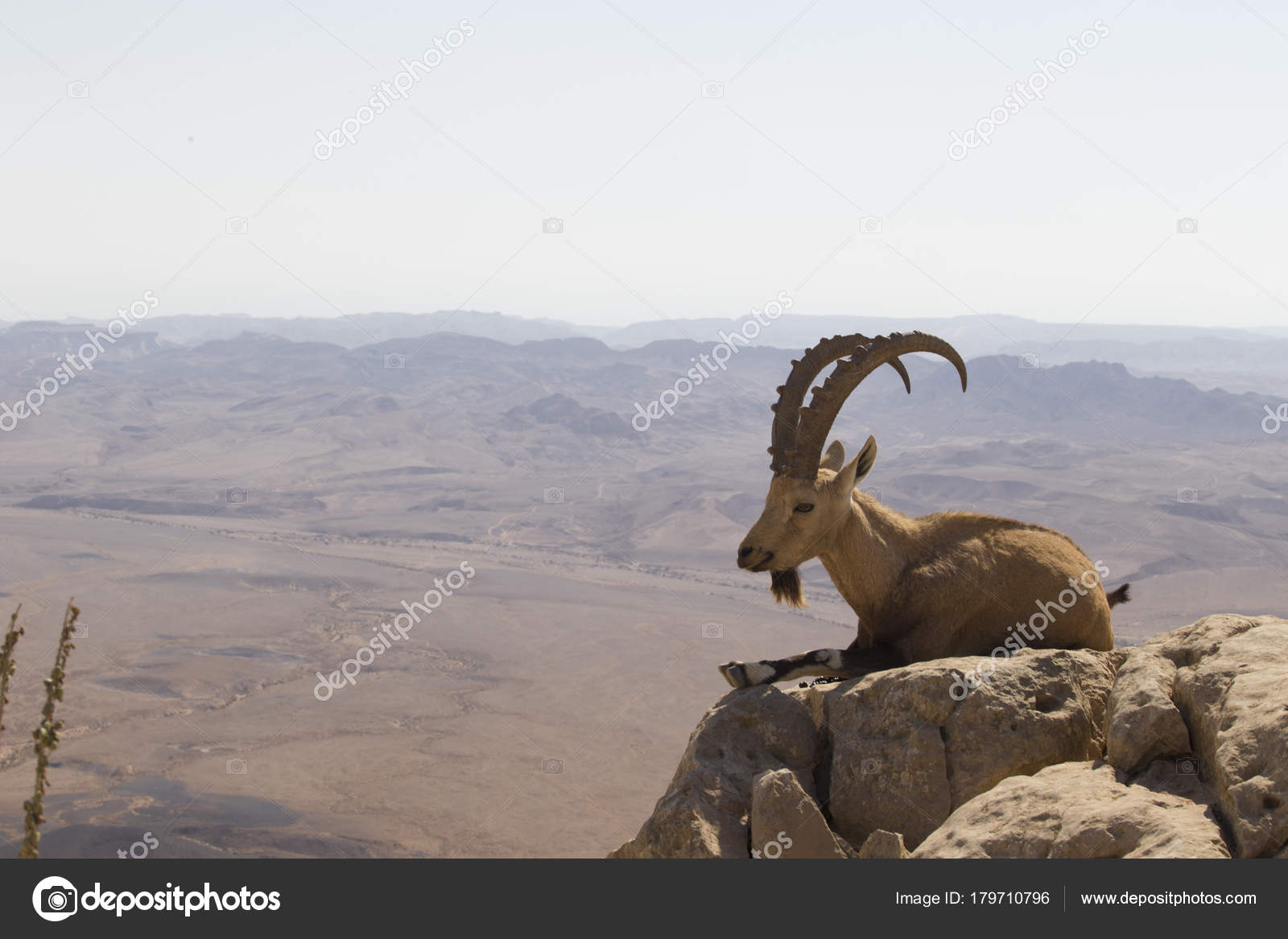 images Mountain Goat With Curved Horns depositphotos