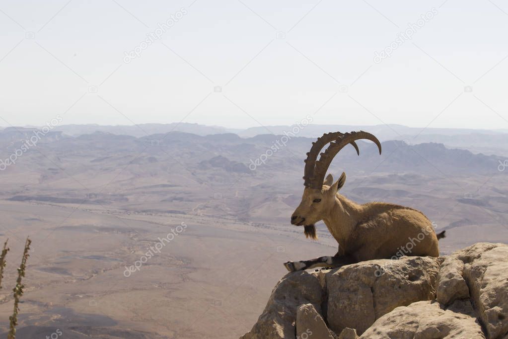 mountain goat with curved large horns lies on a rock near the cl
