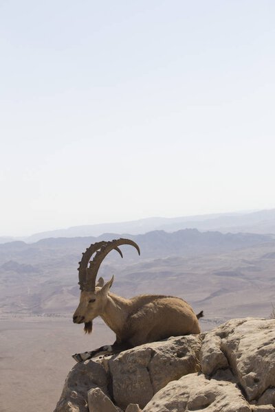 a mountain goat with curved big horns and a beard lies on a rock