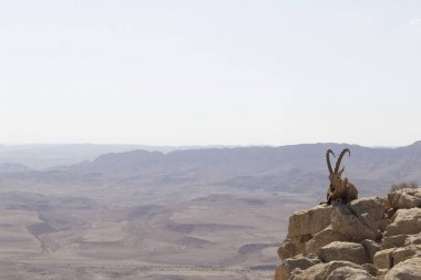 Sakal ve büyük boynuzları arasında taş dinlenme ile dağ keçisi