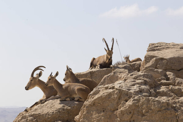 A herd of mountain goats rest on the stones above the abyss in t