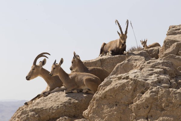 Several mountain goats with big horns and goats without horns re