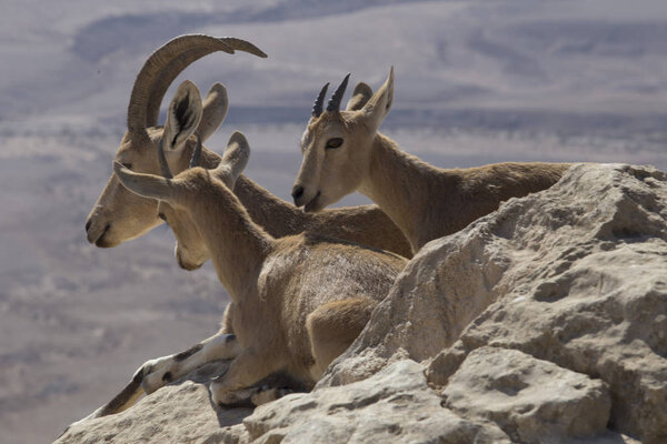 Three mountain goats rest on the stones above the abyss in the J