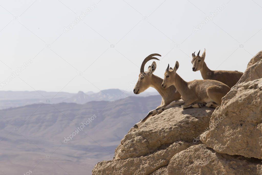 Three mountain goats rest on the rocks over the abyss in the Jud