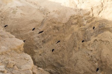 kanatlarını bir derin büyük siyah Kuzgunlar, bir sürü 