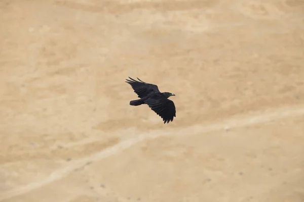 El cuervo negro grande vuela, extendiendo sus alas como un avión o — Foto de Stock