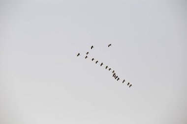 bir sürü sinek bir kama ile kaplı vinç 