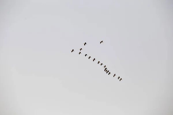 Un troupeau de grues vole bordées d'un coin — Photo