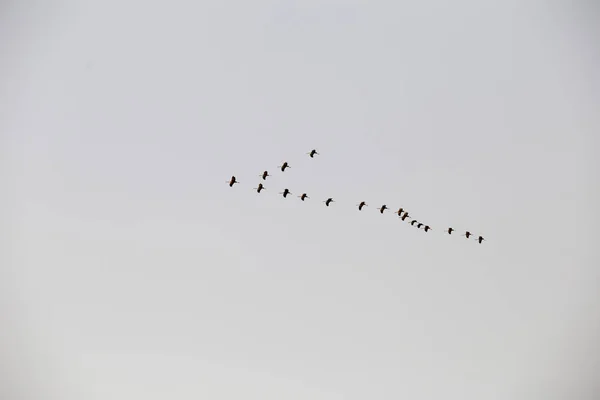 Una bandada de grúas — Foto de Stock