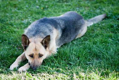 güzel yetişkin genç çoban yeşil çimenlerin üzerinde bir güneşli yaz gününde yatıyor..