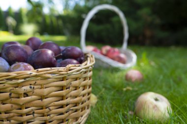 Olgun erikler sepette