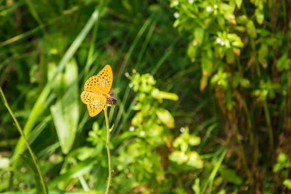 Orange Butterfly Spots Green Plant — Stock Photo, Image