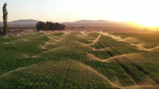 日落时农田的灌溉系统 空中风景 农业活动 — 图库视频影像