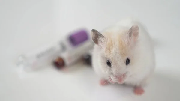 Scientists test lab rat, mouse with syringe. Scientist and lab rat Back ground. Coronavrius test tubes. Coronavirus vaccine.