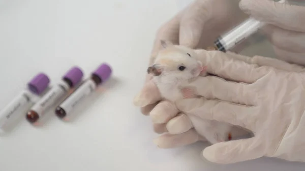 Експериментуйте Лабораторними Щурами Мишкою Щоб Знайти Вакцину Від Коронавірусу Лабораторії — стокове фото