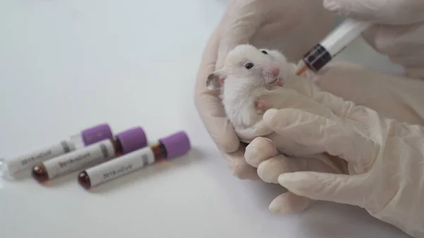 Experiment with lab rat, mouse to find coronavirus vaccine in lab.  Coronavirus test tubes. Testing covid-19 .