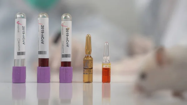 Експериментуйте Лабораторними Щурами Мишкою Щоб Знайти Вакцину Від Коронавірусу Лабораторії — стокове фото