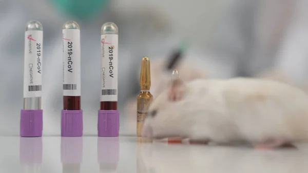 Experiment with lab rat, mouse to find coronavirus vaccine in lab.  Coronavirus test tubes. Testing covid-19 .