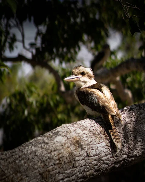 Kookaburra Perches Branch Looking Viewer — Stock Photo, Image