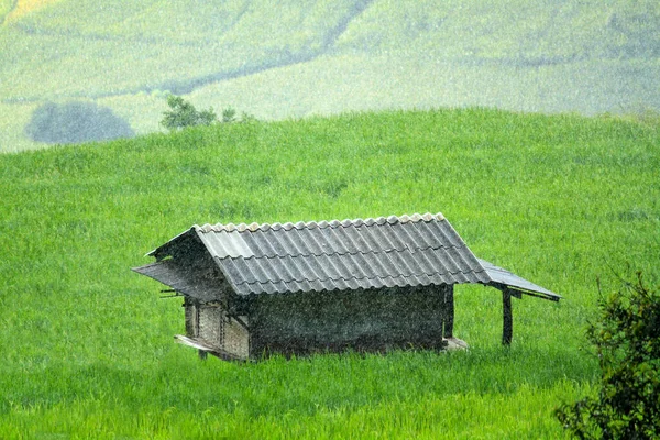 House, Home or hut staying in the middle of green rice field with heavy rainy and mountain background. Nature and Landscape at Ban Pa Pong Pieng, Chiang Mai, Thailand. Raining day, Season and Natural