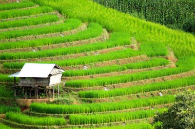 Beyaz Saray yeşil pirinç terasında kalıyor. Doğa manzarası Ban Pa Pong Pieng, Chiang Mai, Tayland