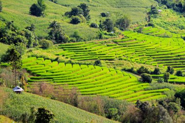 Pirinç tarlalarında kalan çiftçi kulübesi. Doğa manzarası Ban Pa Pong Pieng, Chiang Mai, Tayland