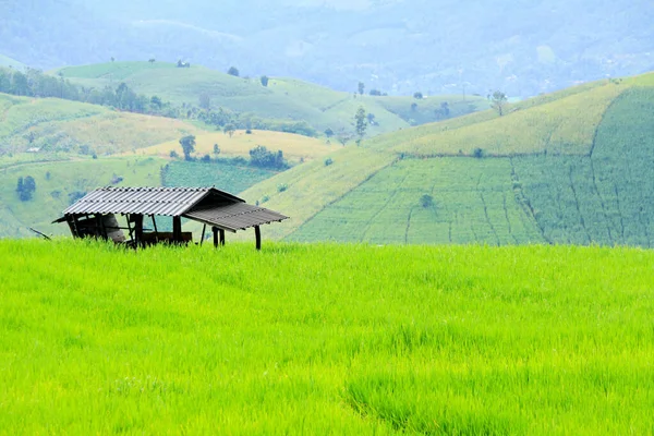 Petani Pondok Tinggal Sawah Hijau Dengan Warna Warni Tinggi Gunung — Stok Foto
