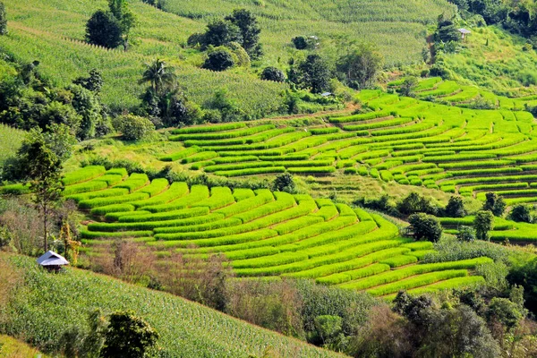 Petani Pondok Tinggal Teras Rice Pemandangan Alam Ban Pong Pieng — Stok Foto