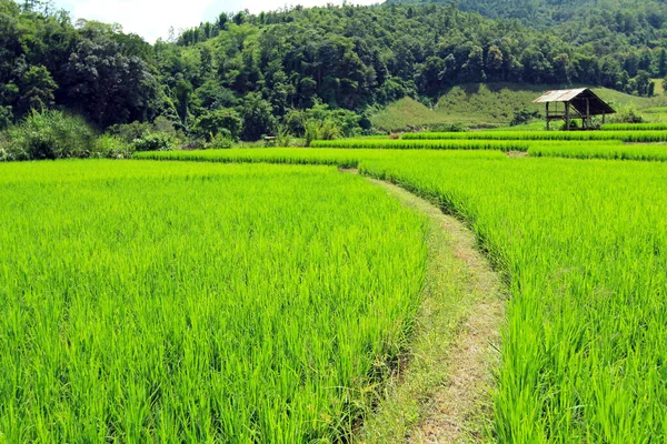 Jalan Pintas Melewati Ladang Hijau Dan Gubuk Petani Alam Dan — Stok Foto