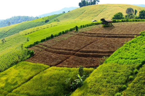 Nasi Teras Gunung Dan Coklat Ruang Dengan Petani Pondok Alam — Stok Foto