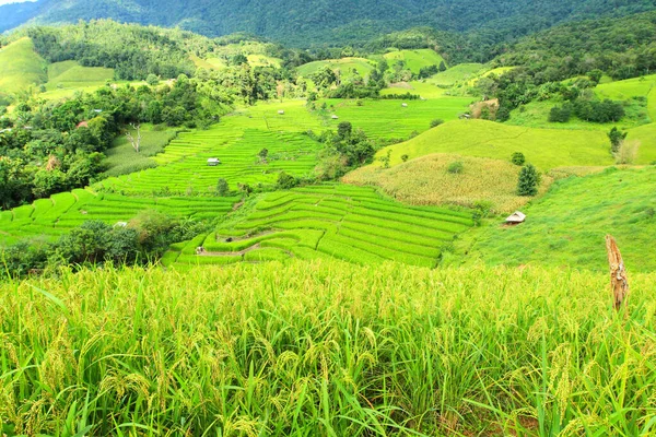 Terrazas Arroz Verde Montaña Con Campo Arroz Primer Plano Paisaje — Foto de Stock