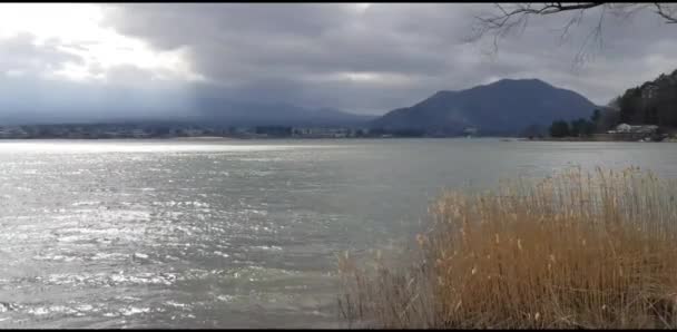 Widok Jezioro Lub Rzekę Suchej Trawy Kwiaty Poruszające Się Wiatru — Wideo stockowe