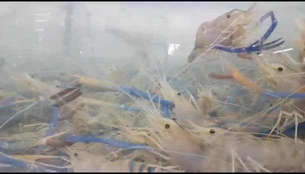 许多虾类 巨型淡水虾或龙虾在玻璃柜中出售 并在海鲜市场或超级市场向顾客展示 — 图库视频影像