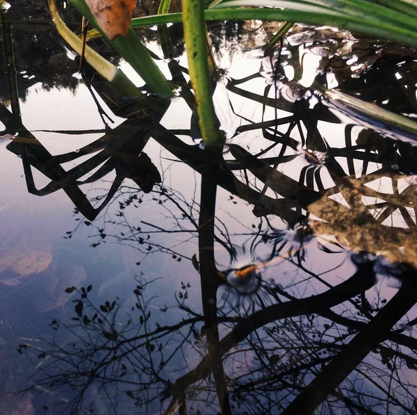 Grass Tree Branches Reflected Water — Stock Photo, Image