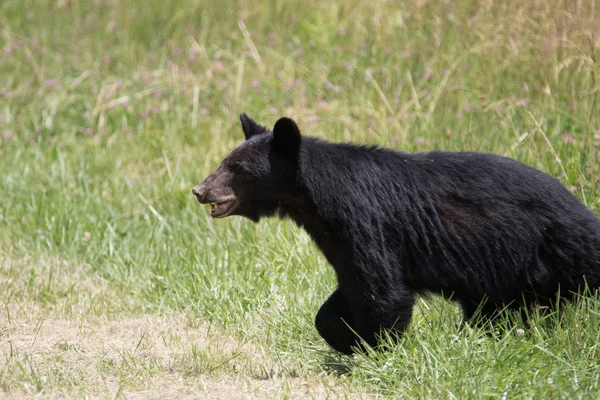 Grande orso nero — Foto Stock