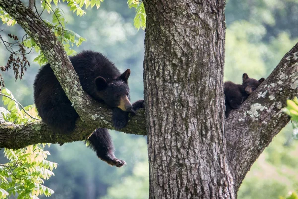 Medvědice a mláďata Stock Obrázky