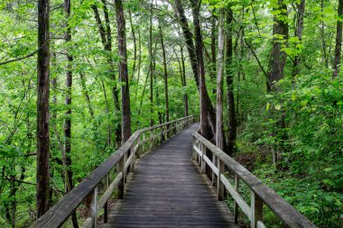Orman yoluyla yağmurlu boardwalk