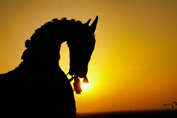 Solnedgång Silhuett Med Puppet Häst — Stockfoto
