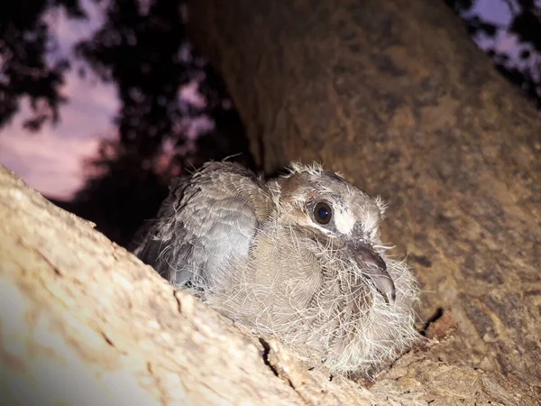 Hasta Korkmuş Güvercin Yavrusu Ağaçta Oturmuş Tüylerini Kanatlarını Yakından Yakalıyor — Stok fotoğraf