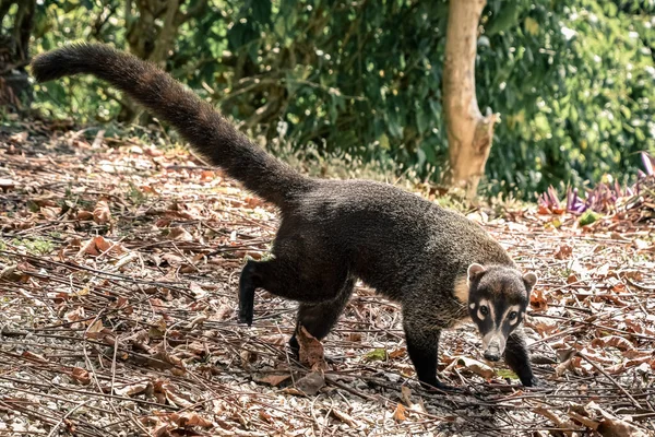 Coati Národním Parku Manuel Antonio Kostarika — Stock fotografie