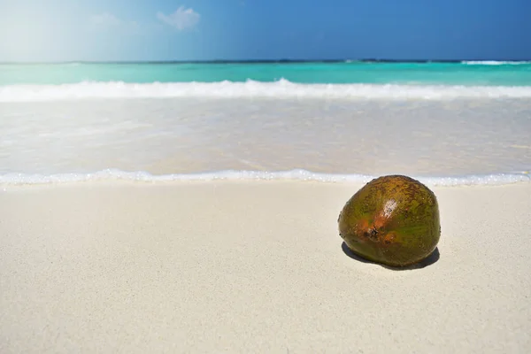 Cocco Sulla Spiaggia Delle Maldive — Foto Stock