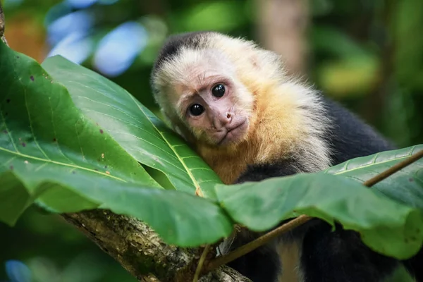 Yavru maymun. Cahuita Ulusal Parkı, Costa Rica.