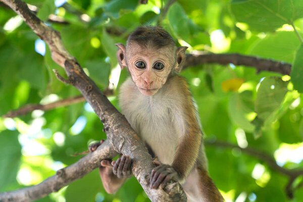 обезьянка на дереве
