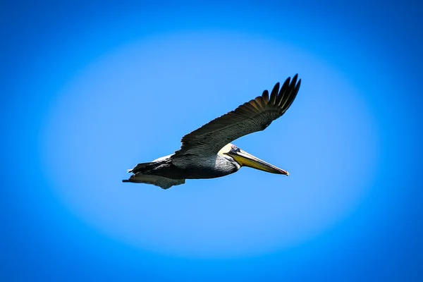Pelicano Voando Céu Azul — Fotografia de Stock