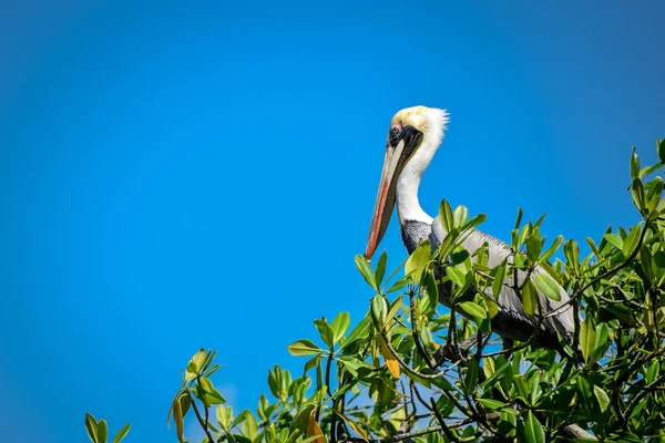 Pelican Sur Arbre — Photo