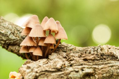 Kuru bir gövdede mantarlar.