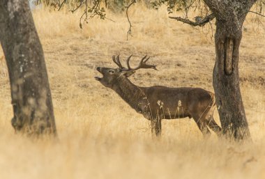 İspanyol ormanlarında haykıran geyikler.