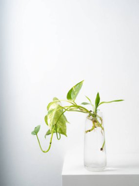 Cam çömlekle suya batırılmış bitki.