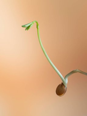Little colorful bird, blue tit
